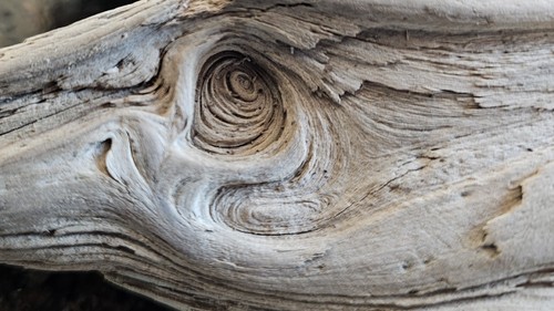 9 Stk. Treiholz Figuren Skulpturen Fische - Bild 1 von 8