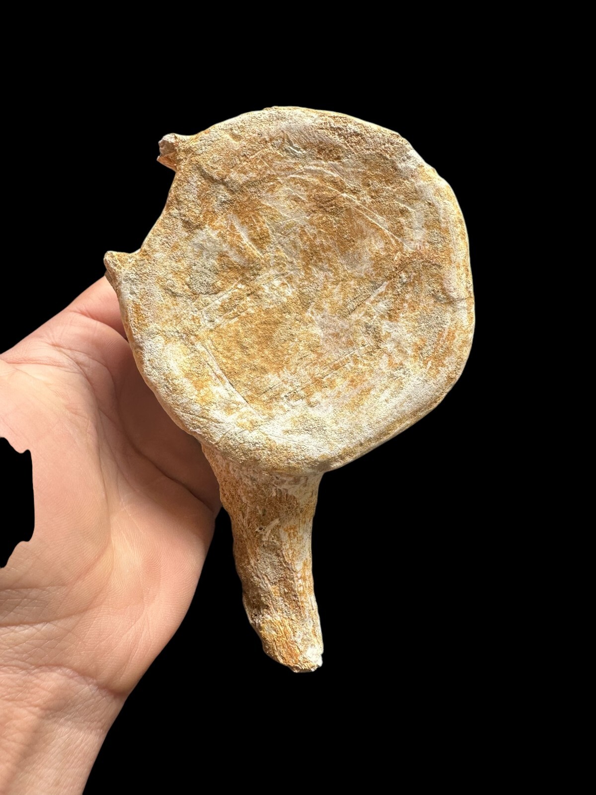 100% Genuine Plesiosaurus Vertebra – Jurassic Collector’s Treasure – Authentic