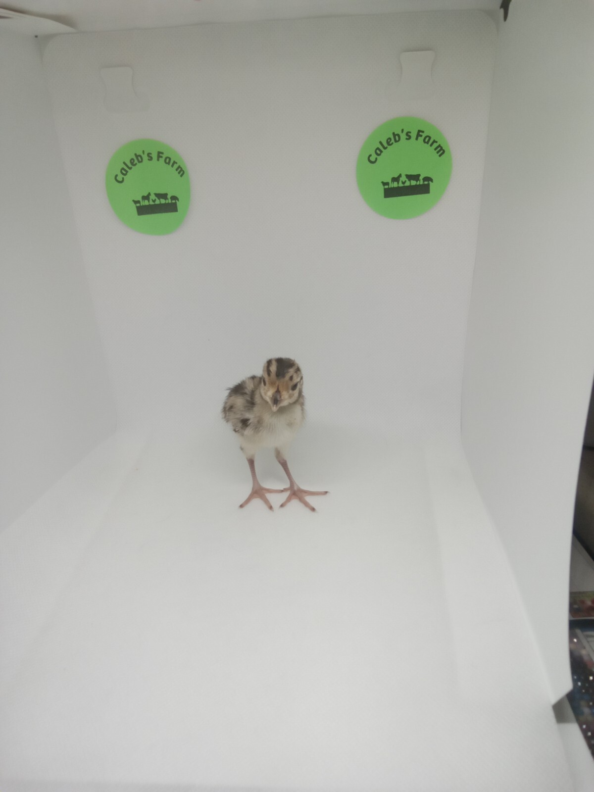 10 ringneck pheasant hatching eggs ebay