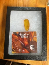 Mini Museum insect in Amber Hanz Fex  genuine collectible specimen medium size
