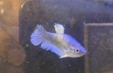 Live Betta Fish - Half Moon - Female - Royal Blue with White
