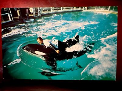 c1969 Shamu, Sea World s Killer Whale, San Diego, California Vintage Postcard