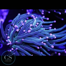 CS Fairy Godmother Torch - WYSIWYG LIVE CORAL