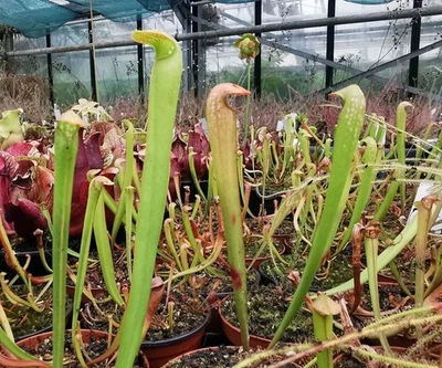 Sarracenia minor var. okefenokeensis,fleischfressende Pflanzen,schlauchpflanze - Bild 1 von 3
