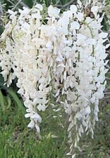 Wisteria Bonsai Starter Plant Japanese White Wisteria 6"- 8" Bare-Root Live Tree