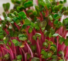 Pink Swiss Chard MICROGREEN Seeds | Heirloom | Non-GMO | Seeds for Sprouting