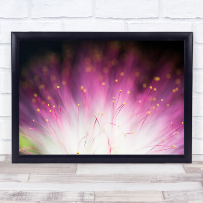Albizia ätherisch lila rosa Ausdauer Explosion Blume Bokeh Wandkunstdruck