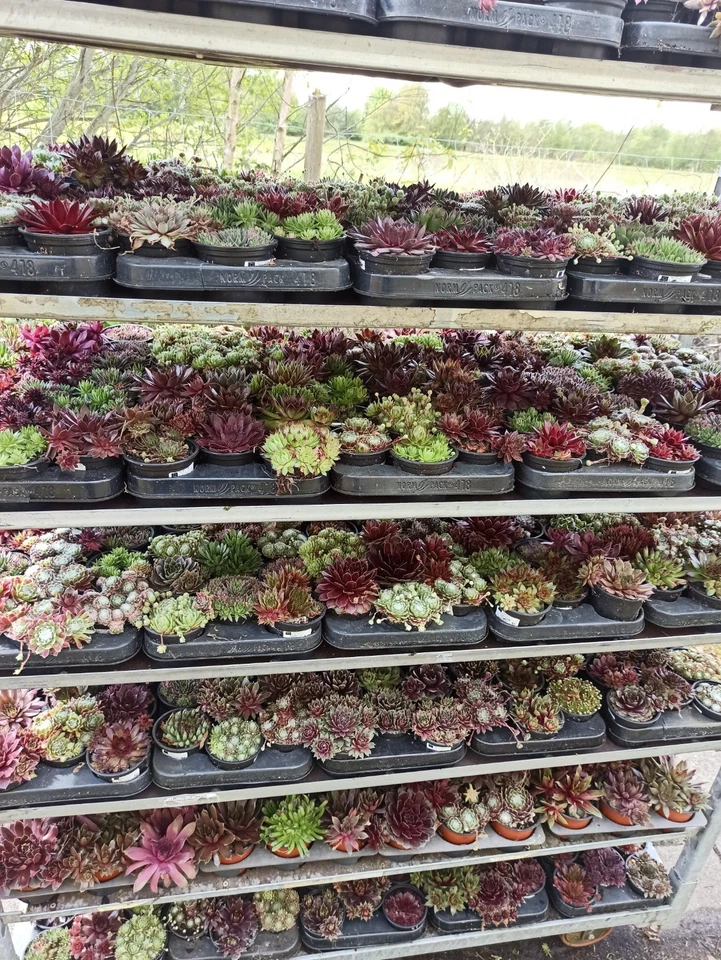 100 Stück Sempervivum Hauswurz Dachwurz Winterhart Pflegeleicht Immergrün - Bild 3 von 4