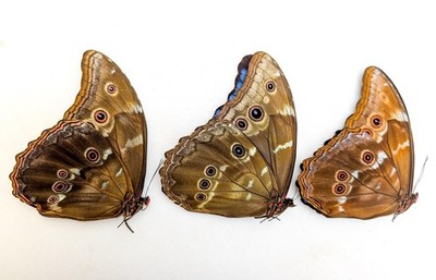 Morpho didius butterfly set, giant iridescent blue, taxidermy papered specimen