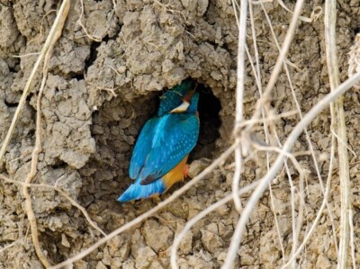 Common Kingfisher   **    Postkarte  *** EISVOGEL   # 20