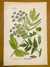 1886 ANTIQUE PICTURES LITHOGRAPH ART PRINT BOTANY FLOWER FLORA NATURE DECO PO...