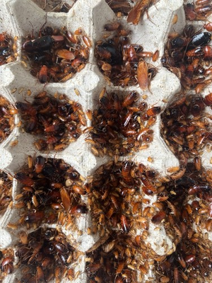 #ad Red Runner Roaches Blatta lateralis Reptile Feeders Live Arrival Guaranteed $44.98