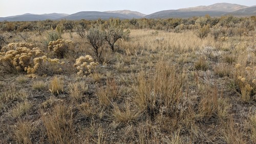 Basin Big Sagebrush, Artemisia tridentata tridentata 25-500 seeds - Picture 2 of 7