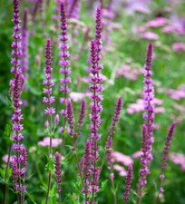 SALVIA nemorosa 'Amethyst' A.G.M - Hardy Perennial Plant - ex 9cm (P9) Pot