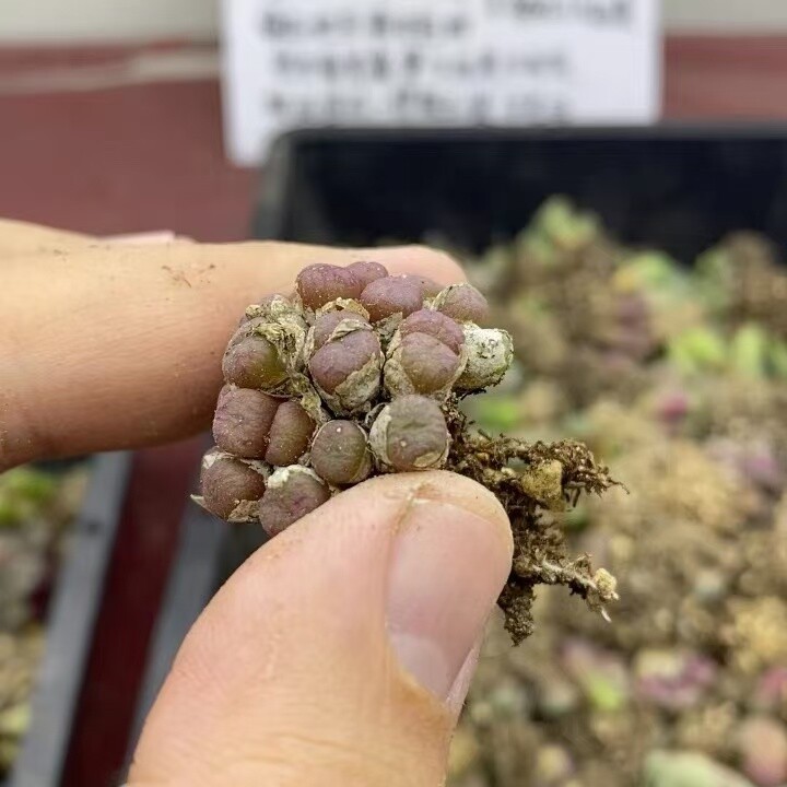 Multi Heads Succulent Live Plant Conophytum ectypum Garden Decor WYSIWYG