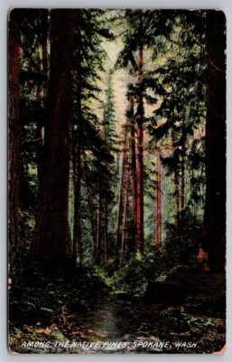 Postcard | Spokane, Washington Among The Native Pines