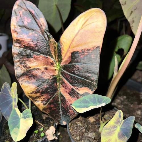Colocasia Nuevo Bombillo Vivo Híbrido Asadung Tailandia Certificado Fitosanitario Gratuito - Imagen 22 de 24