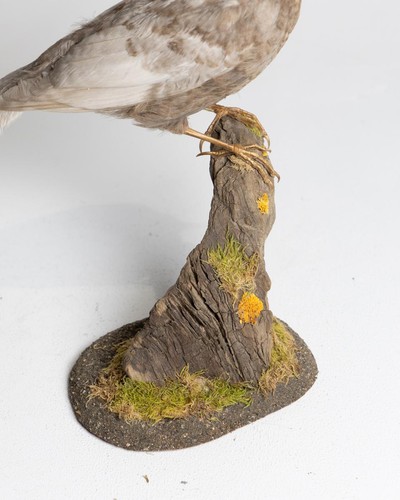 Rare Taxidermy Grey Blackbird - Picture 3 of 7