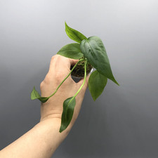 Anthurium Vittarifolium Rare Aroid