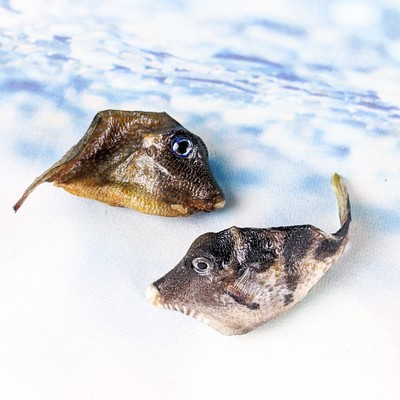 2 Fiji Pufferfish specimen Taxidermy oddity collectible aquarium fish craft gift