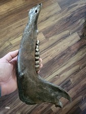 Historic Bison lower jaw bone buffalo not a fossil