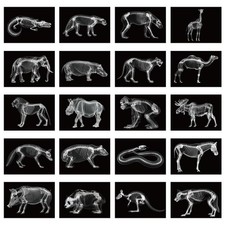 20 Pcs Animal X-Ray Kit Wildlife X-Ray Flash Cards Educational Science Kit Li...