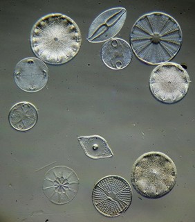 Antique microscope slide. Diatoms from Santa Monica.