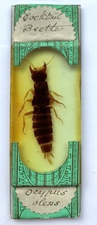 Antique Microscope Slide of a Large Cocktail Beetle