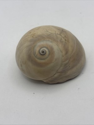 Large Sharks Eye/Moon Snail Shell Found in Southwest Florida SE1