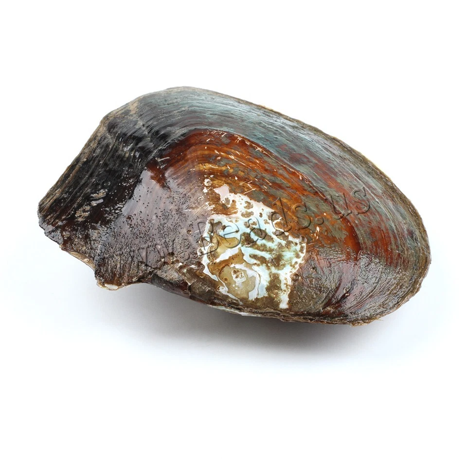 25 Pearls Vacuum Pack With 5-7mm Big Natural Freshwater Cultured Pearl Oyster - Image 3 of 4