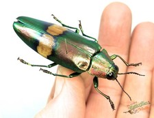 Chrysochroa saundersii SET x1 A- Female Wood Boring Jewel Beetle Entomology D5