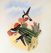 Gould VIOLET-CROWN Hummingbirds Vintage Bird Art Print Bookplate 285