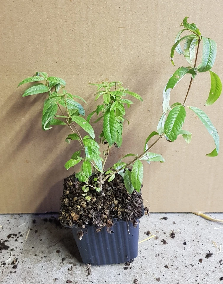 Aloysia citriodora / Zitronenverbene / Eimer / Aromatisch / Entfernt die ... - Bild 4 von 4