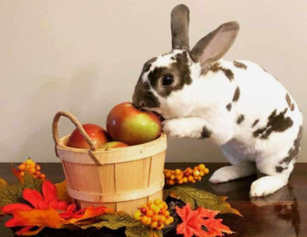 Zucchini Astia Container Vegetable Seeds Renee's Garden 12/23