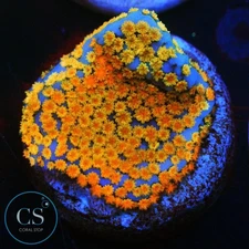 CS WWC RAINBOW MONTI - WYSIWYG LIVE CORAL