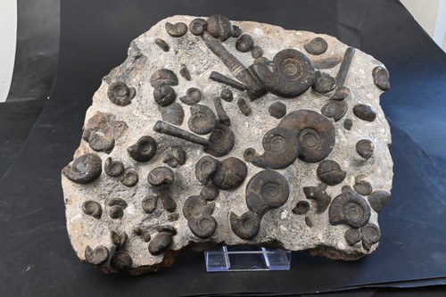 Superbe Plaque d'Ammonites et de belemnites fossile Erfoud ammonite belemnite - Foto 6 di 8