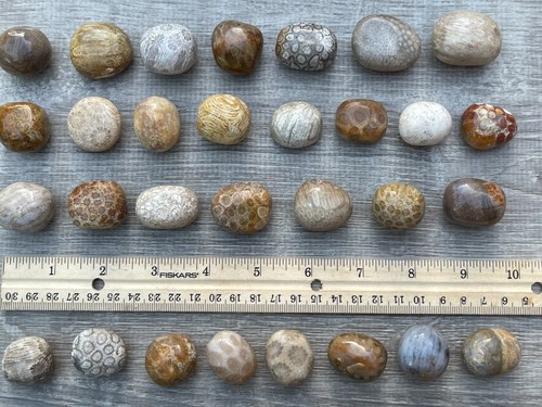 Grade A++ Fossil Coral Tumbled Stone, 0.75-1.25" Tumbled Fossil Coral, Bulk Lot - Picture 11 of 12