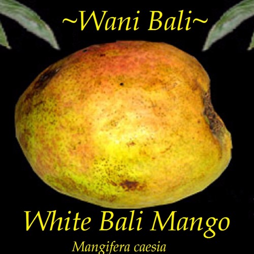 ~WANI BALI~ Rare Mangifera caesia WHITE MANGO Tree GIANT FRUITS Live ...