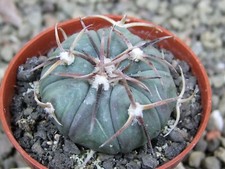 Echinocactus horizonthalonius La Mele, vaso 5,5 cm