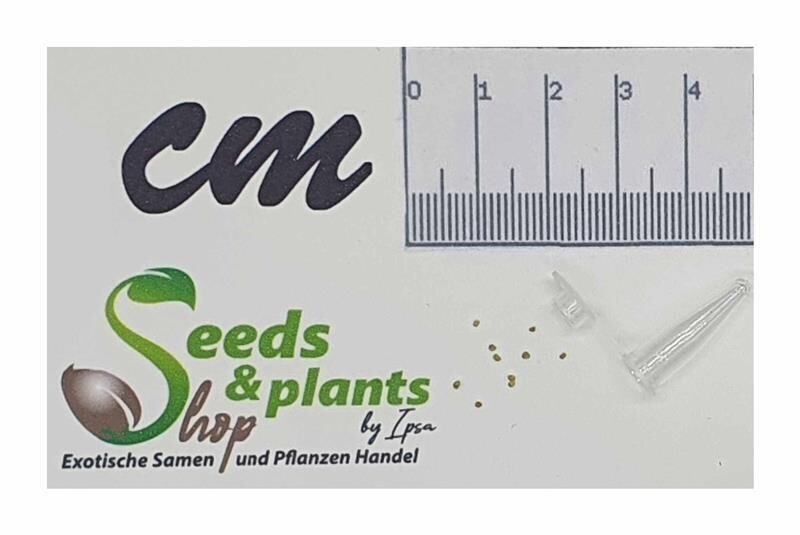 10x Zaluzianskya microsiphon Perennial Garden Plants Seeds B2325 eBay