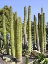 Neobuxbaumia polylopha Fantastic Robust Mexican Columnar Cactus