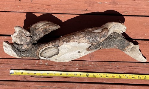 DRIFTWOOD Natural Freshwater TERRARIUM Aquarium DECOR Crafts 21" ARCH Thick BARK - Picture 13 of 16