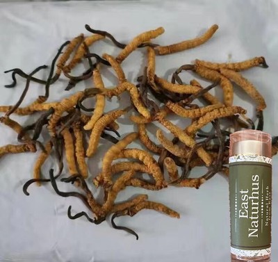 Wild Cordyceps Sinensis Top quality from Indian Himalaya 15-16 Pieces (5gram)