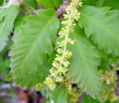 Quercus macranthera 10-30cm -