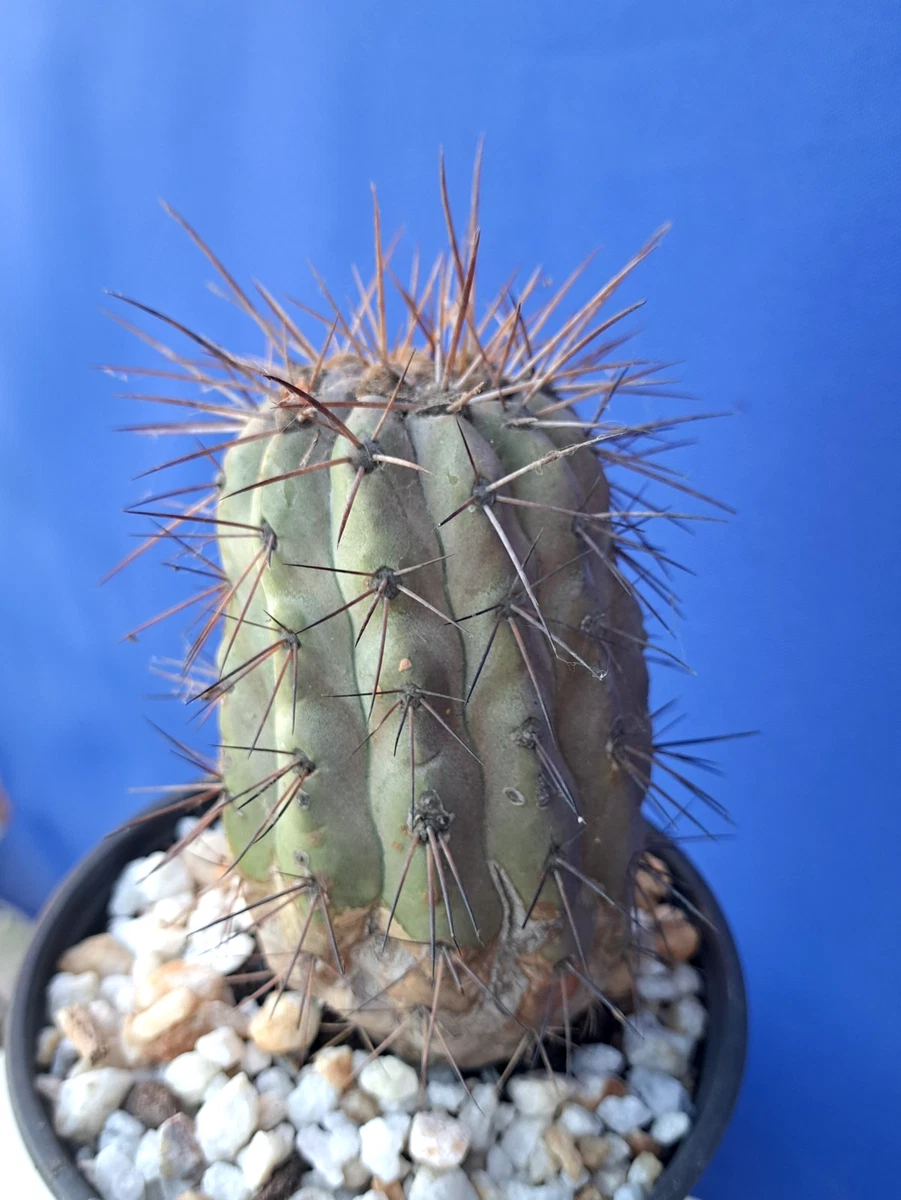 25+ Copiapoa for sale | Updated Oct 2026