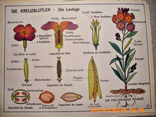 Obraz na rolce Karta szkolna Szkoła Karta ścienna Tablica dydaktyczna OBUSTRONNA Krzyżowa kwiat / Stopa koguta