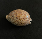 Cypraea pantherina Lightfoot 63 mm Egypt — photo 1