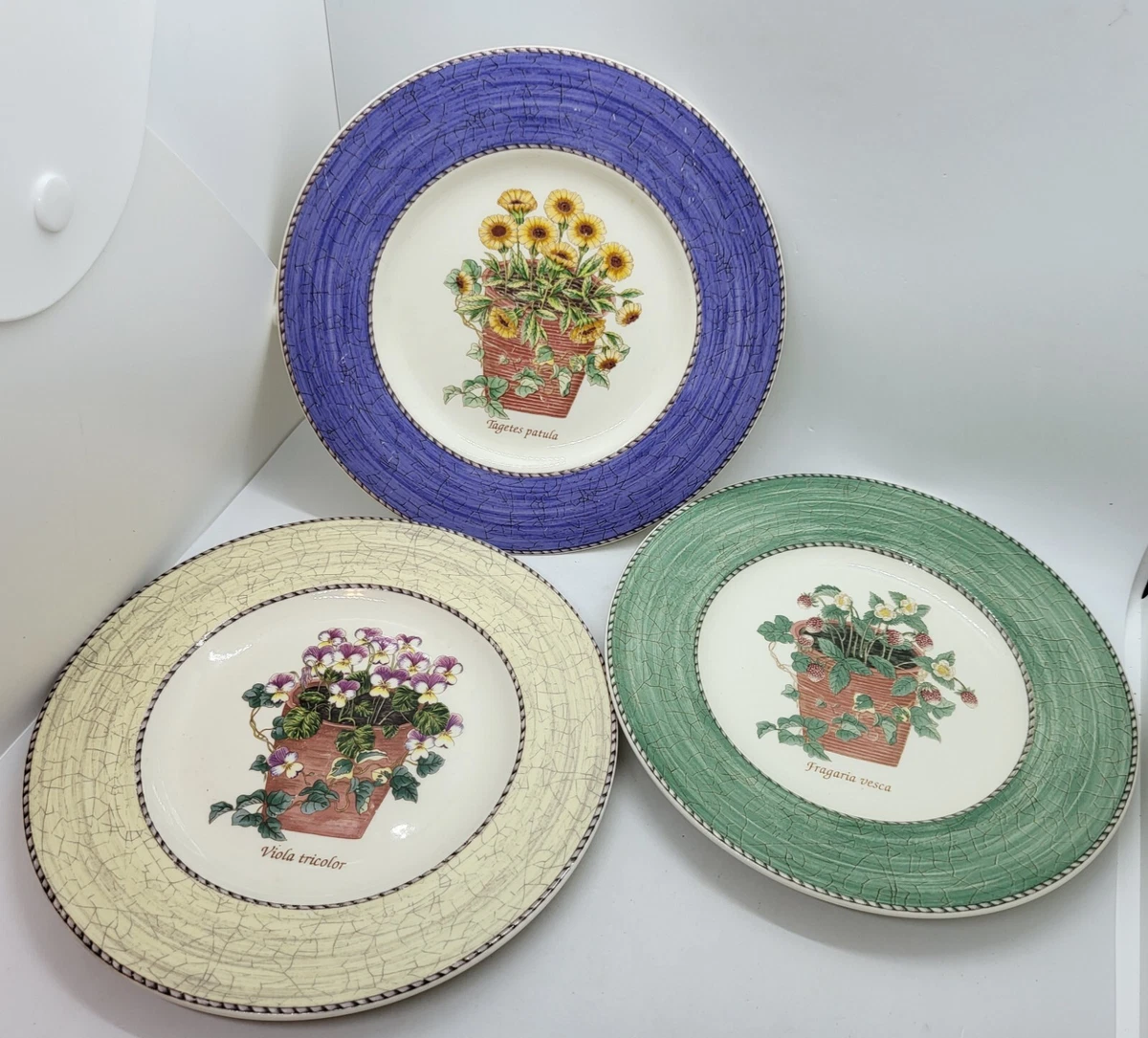 Sarah S Garden for sale | eBay