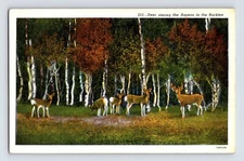 Postcard Colorado CO Rocky Mountains White Tail Deer Aspen 1940s Unposted Linen