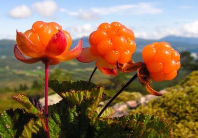 Moltebeere 10 Samen (Rubus chamaemorus) - seltene Arktisbeerenpflanze